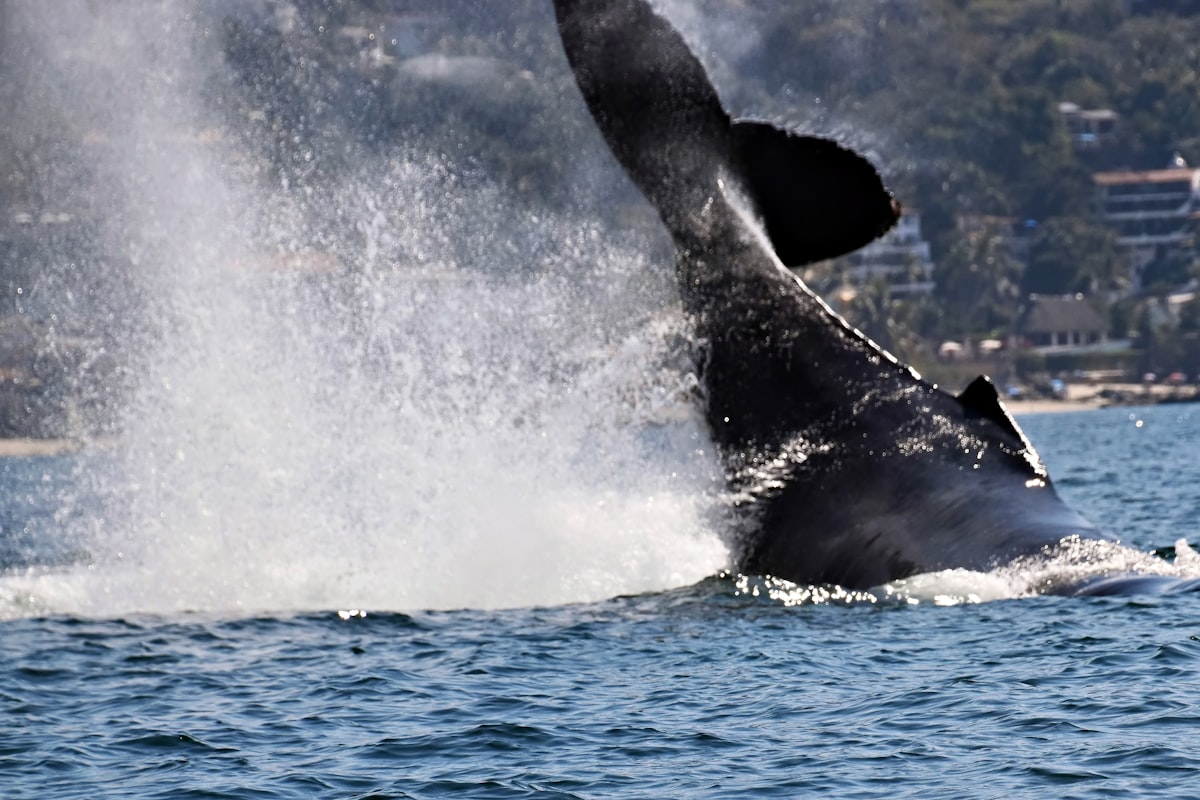 Whale watching boat trip