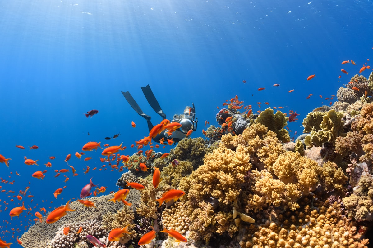 Scuba diving in Mossel Bay