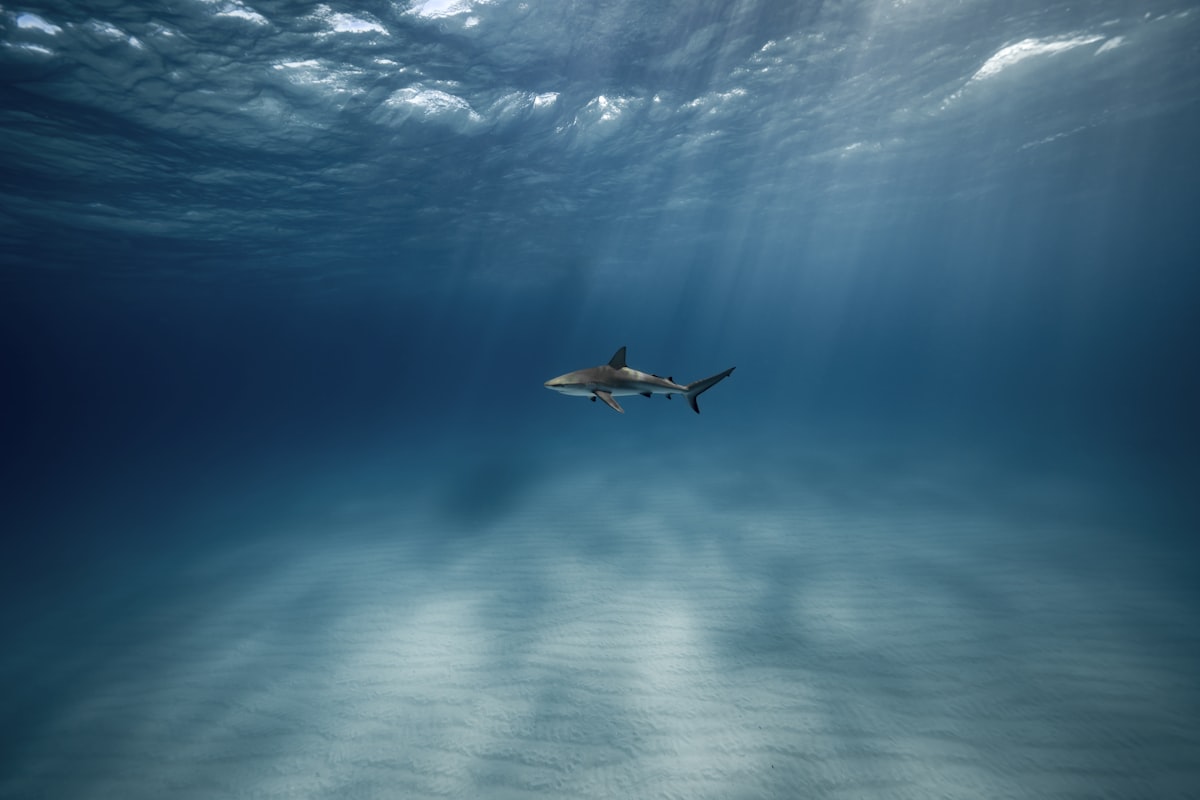 Shark cage diving in Mossel Bay
